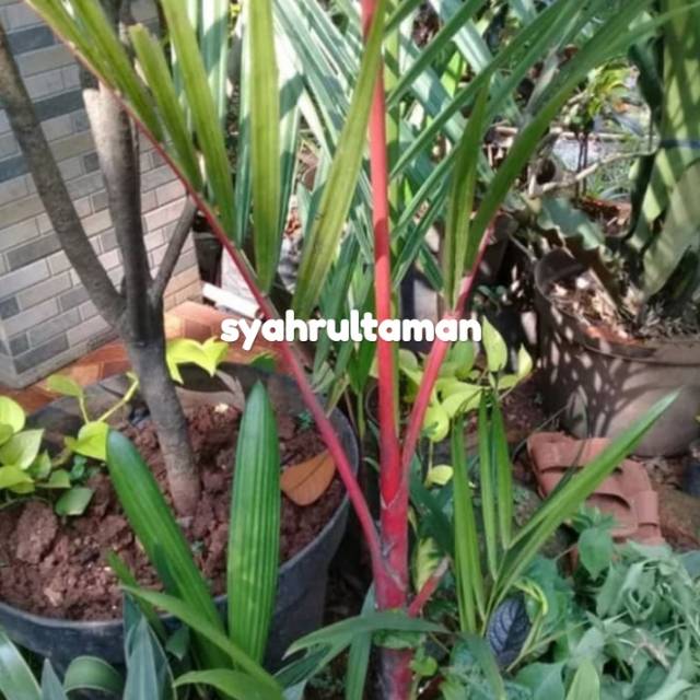 Tanaman hias palem merah - bibit palem merah