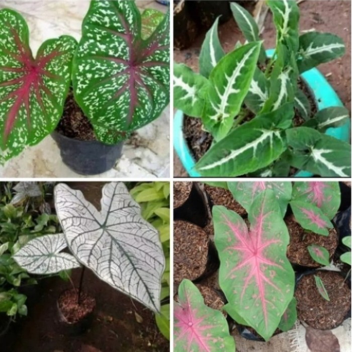 paket 4 tanaman keladi - keladi tisue- tanaman indor