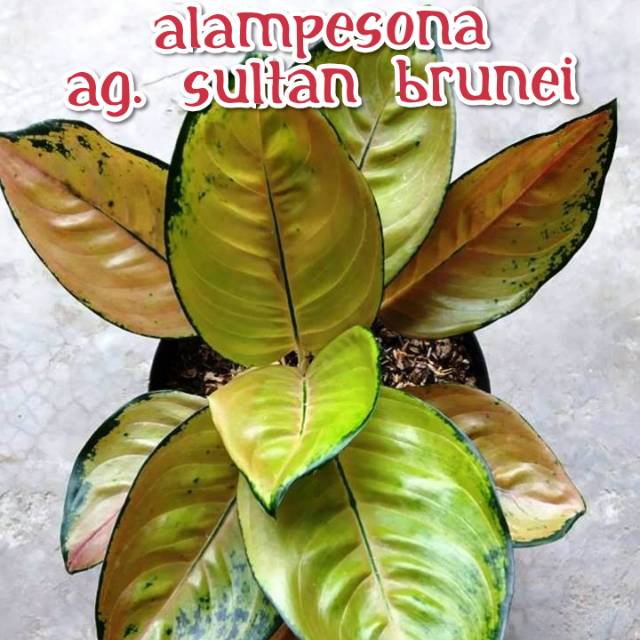 ( SULTAN BRUNEI ) AGLAONEMA - Tanaman Hias Aglonema Sultan Brunei