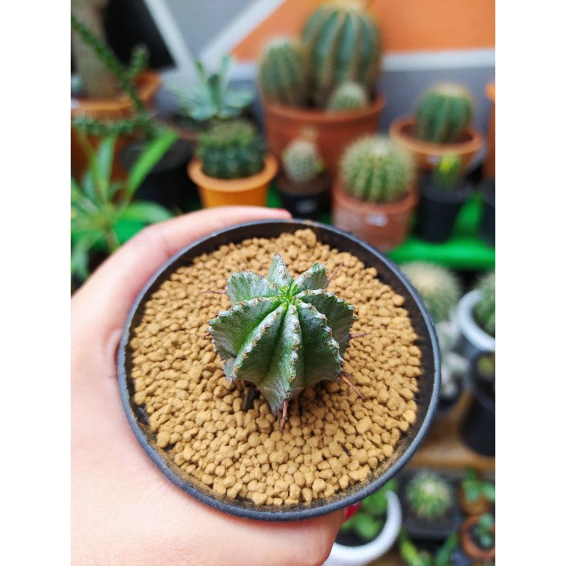 Euphorbia Horrida