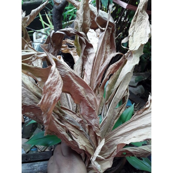 

Daun kunyit kering Rempah