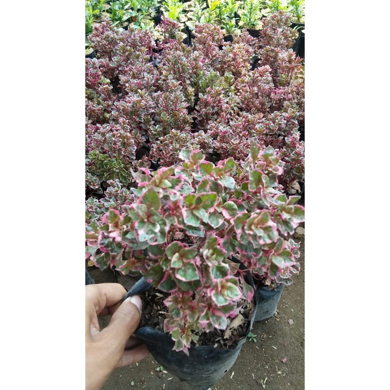 krokot mawar merah rumpun