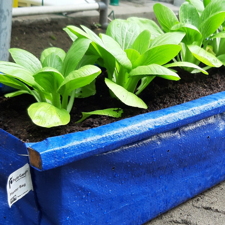 Hedge Planter Bag Small Pot Tanaman Pagar Puriegarden PG SBY