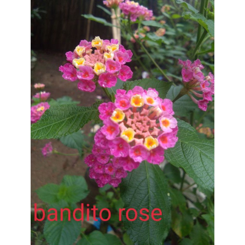 entres bandito rose