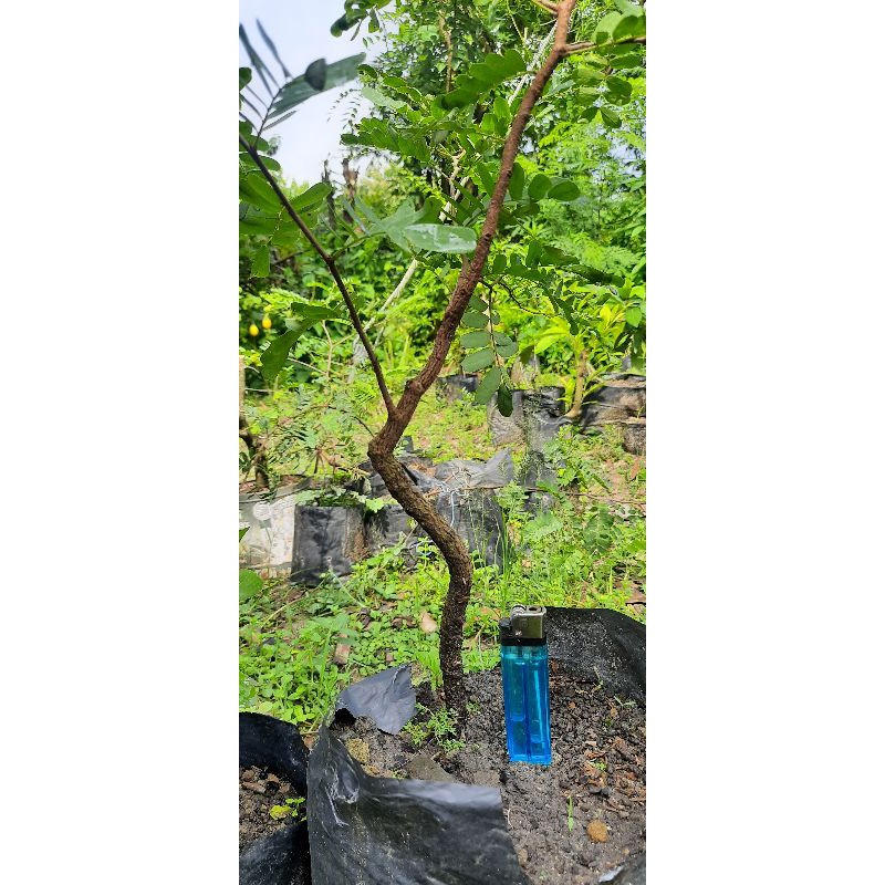Bibit bahan bonsai Asem jawa (Tamarindus indica) meliuk REALPIC