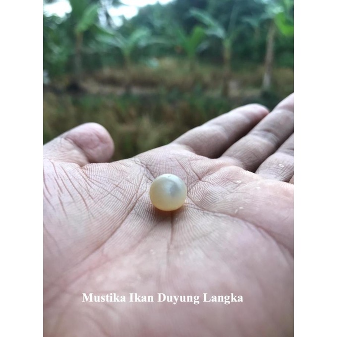 =====] Mustika Ikan Duyung