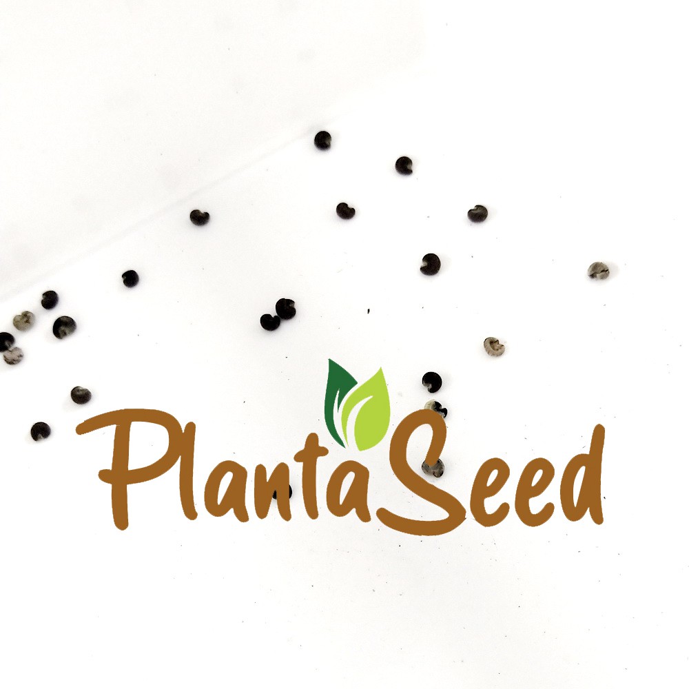 PlantaSeed - 20 Seeds - Rose Mallow Lavatera Biji Bunga - PAS0231