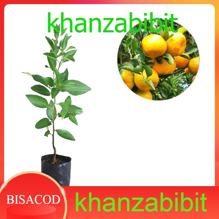PROMO PAKET 3 BIBIT JERUK (JERUK CHOKUN, JERUK BABY, JERUK SANTANG)