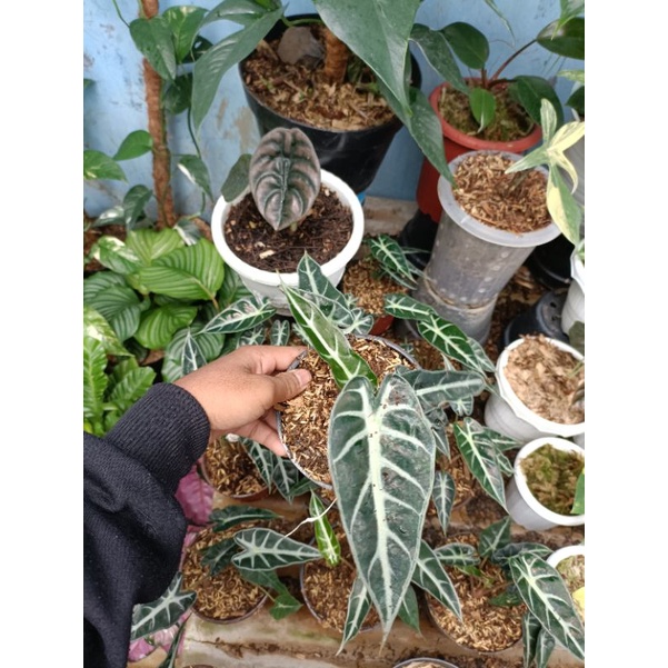 Tanaman hias alocasia bambino - alocasia bambino cantik - alocasia