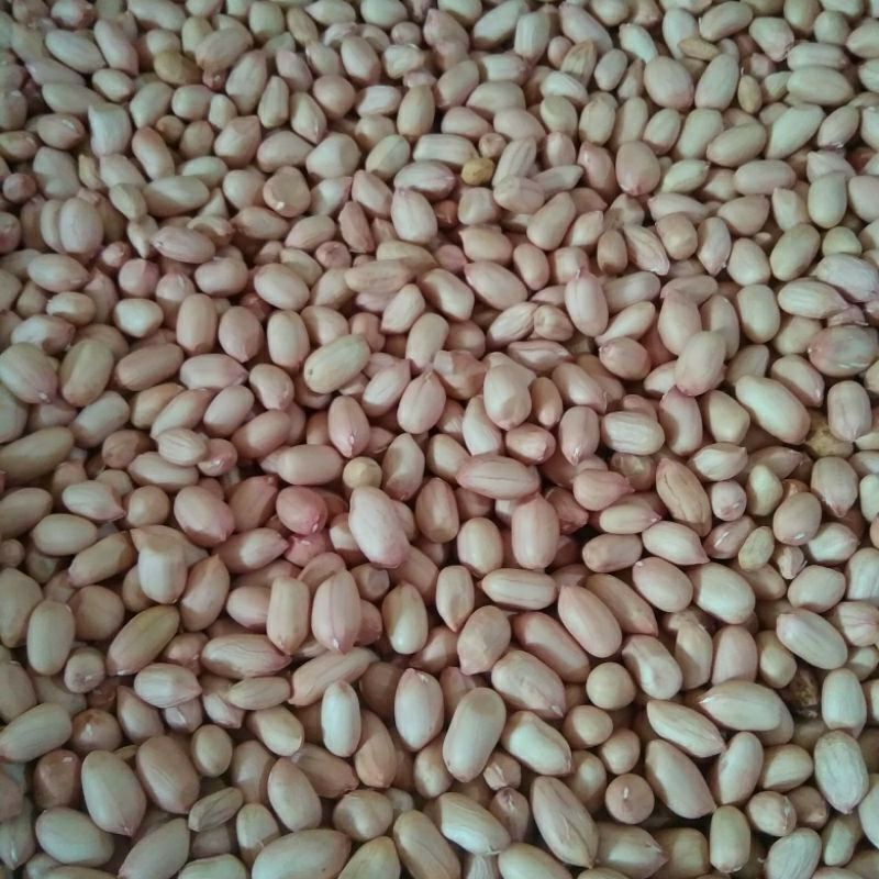 

kacang tanah kupas