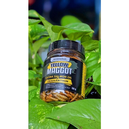 pakan ikan predator channa maggot yellow bsf pro++ 50gr