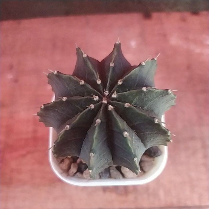 cactus gymno Mihanovichi Hybrid LB hibrid 10 Ribs duri 1