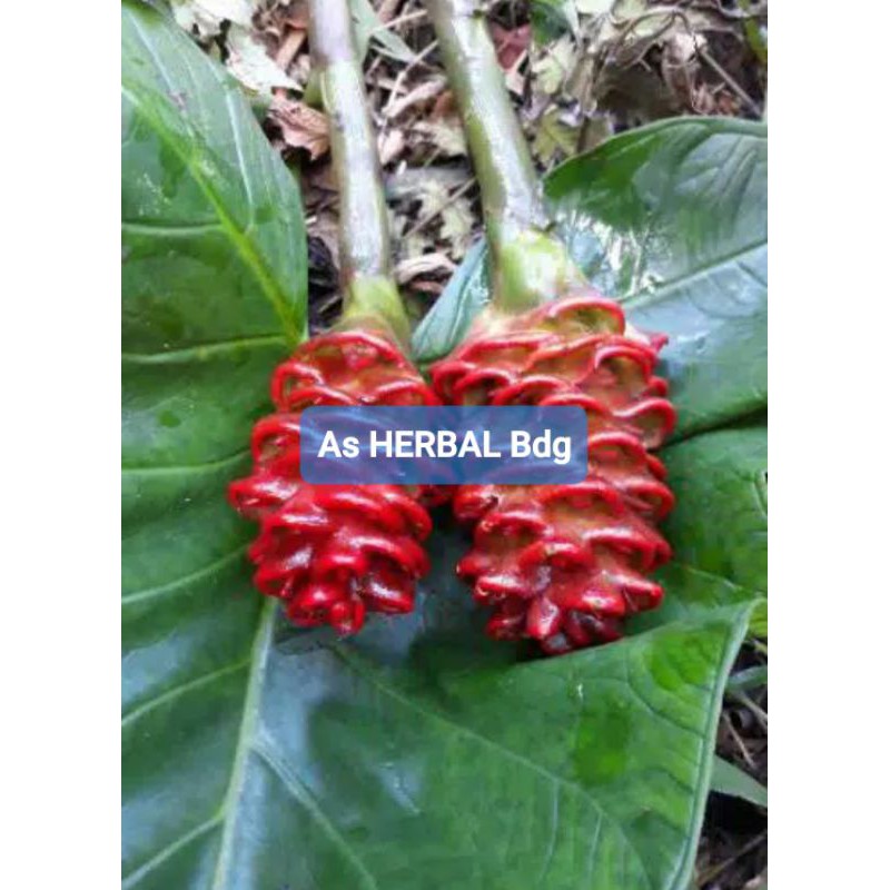 

Bunga Bangle Segar 300 gram / bunga segar-az