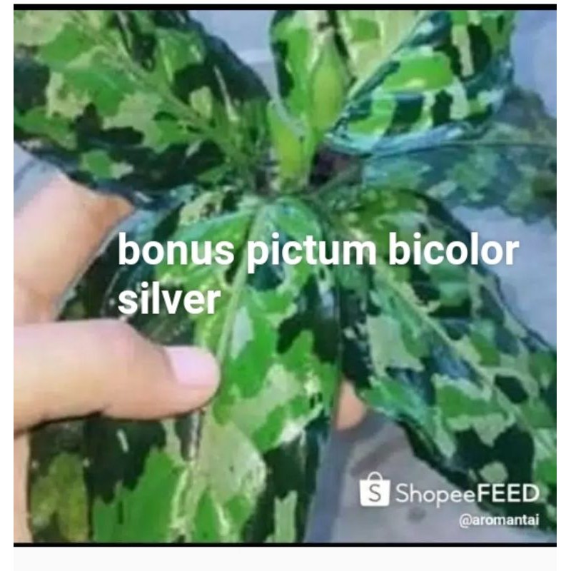 Aglonema pictum tricolors/ pictum tri color/remaja .DAPAT BONUS BICOLOR REMAJA