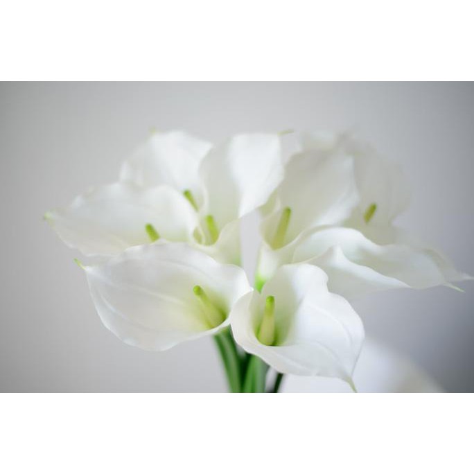Wow 16 Wallpaper Bunga Calla Lily Gambar Bunga HD Wow 16 Wallpaper Bunga Calla Lily Gambar Bunga HD