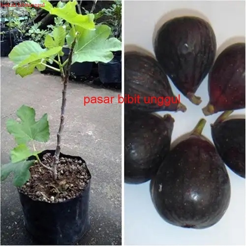 Bibit Tin Iraqi Bibit Buah Tin Iraqi Hitam Fresh Cangkok Asli