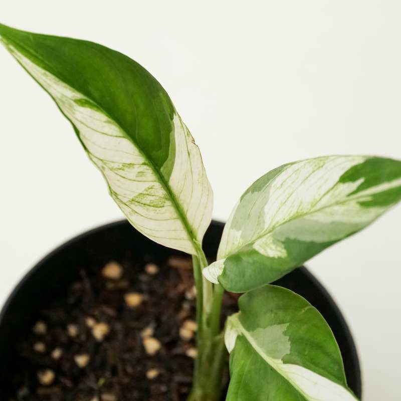 peace lily varigata| tanaman hias |tanaman hias peace lily