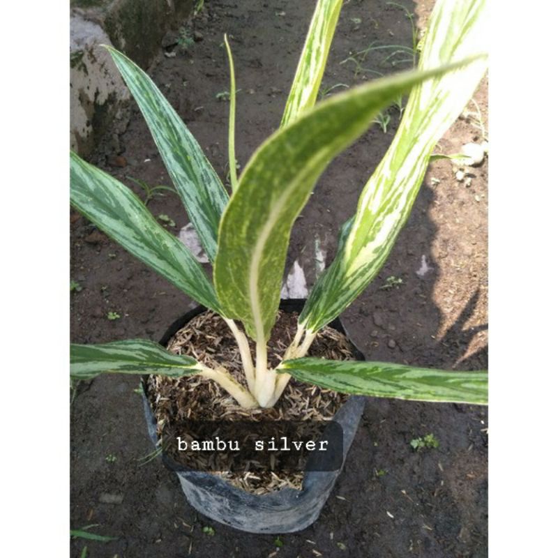 aglonema bambu silver