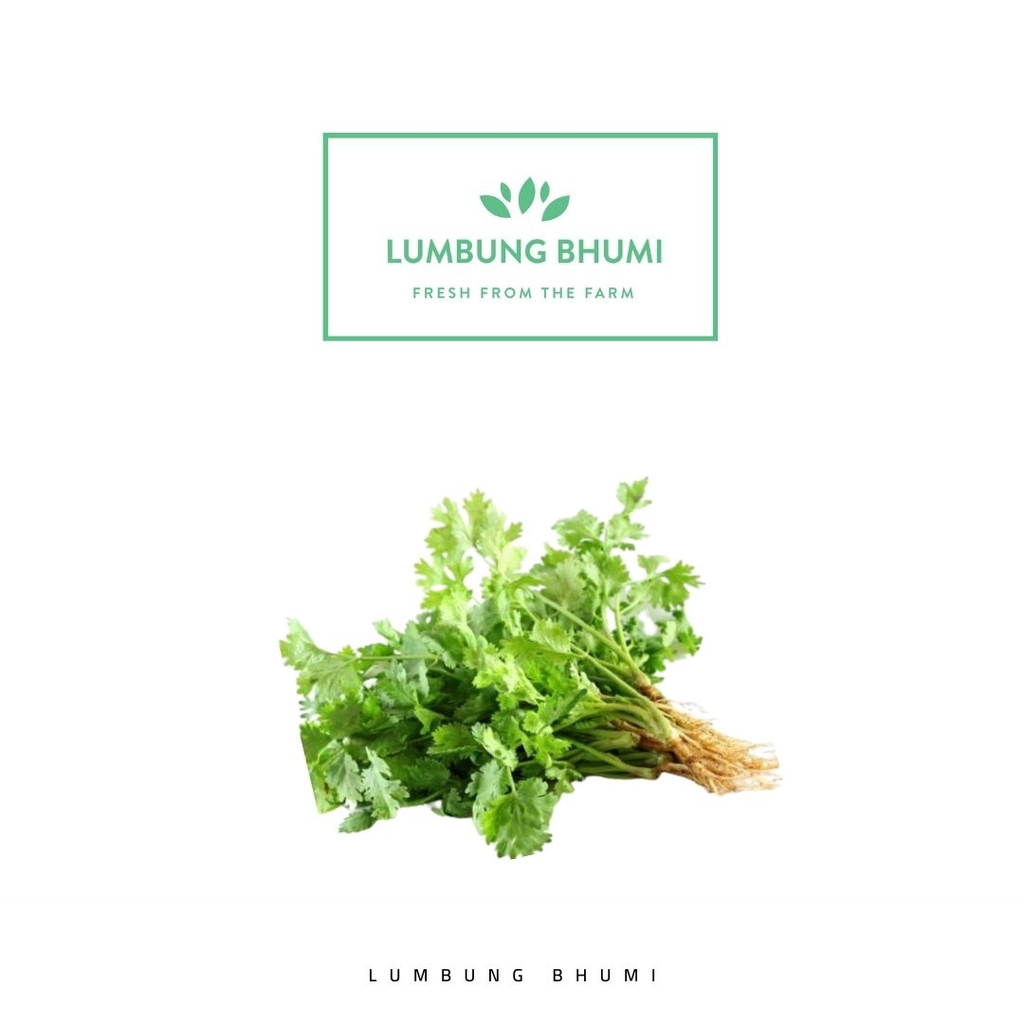 

Lumbung Bhumi - Daun Ketumbar 250 Gr ( Sayur Curah )