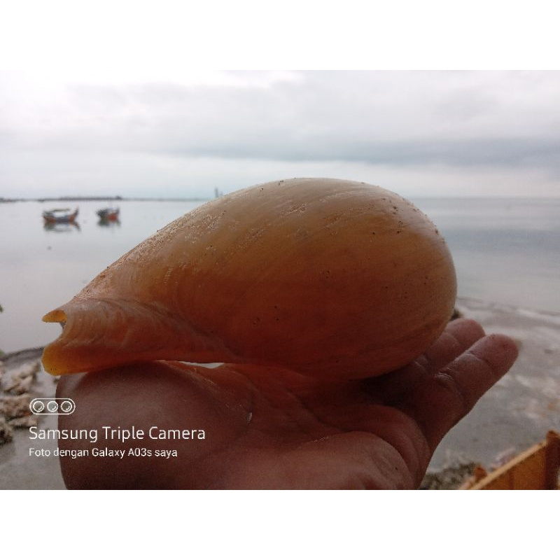 cangkang kerang besar cangkang kerang laut