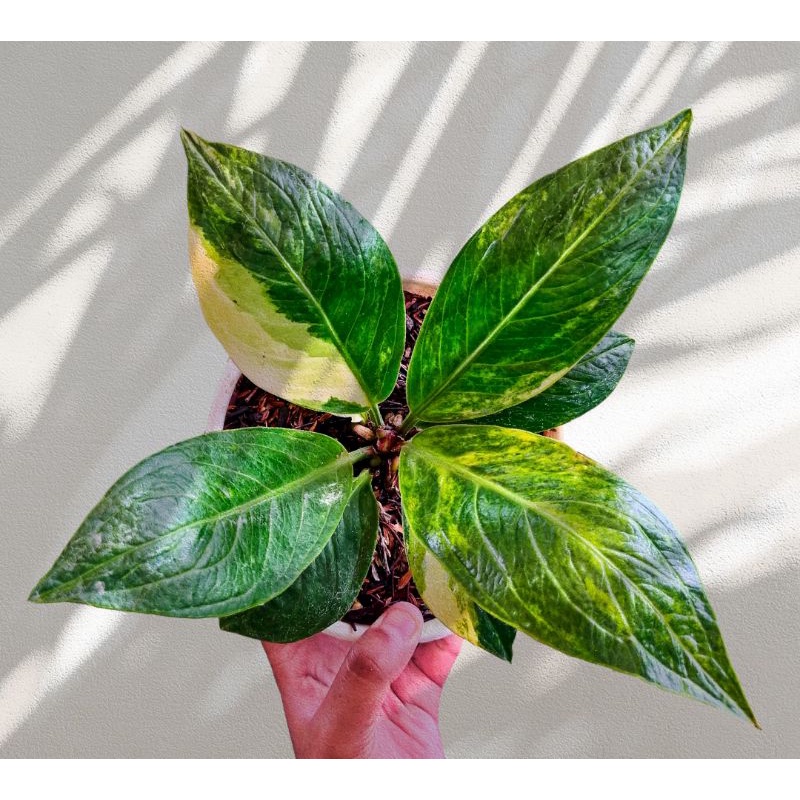 anthurium Jemani cobra varigata