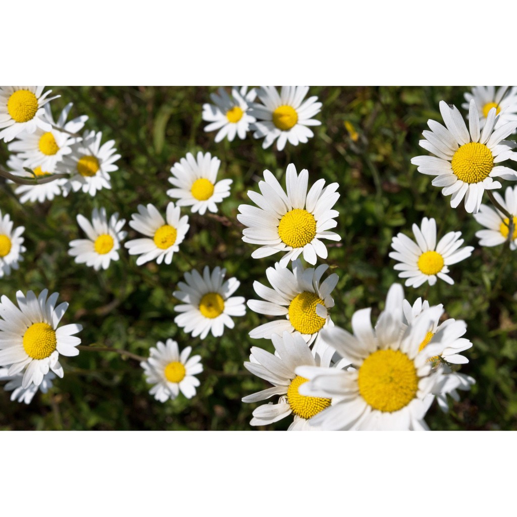 Benih Bibit Biji - Bunga Chrysanthemum Moon Daisy Krisan Putih Flower Seeds - IMPORT
