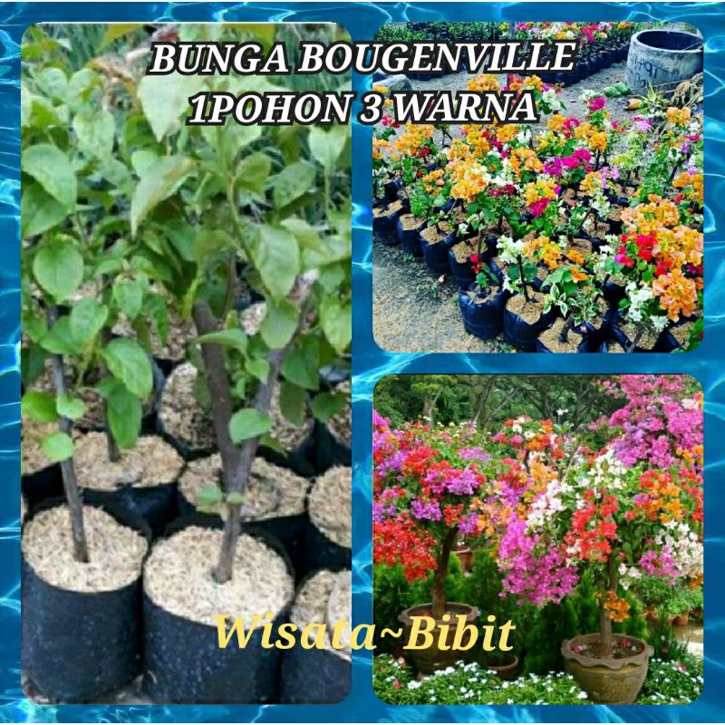 Bibit bunga Bougenville 3 Warna