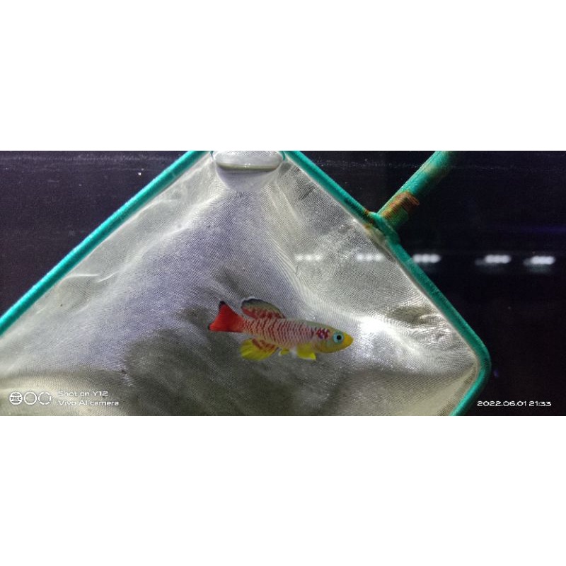 hiasan aquascape killifish guantheri red 1 jantan 2 betina