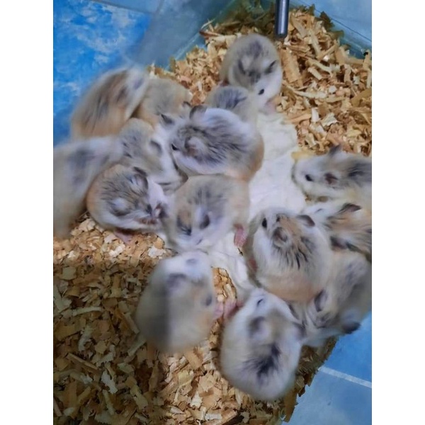 Hamster roborovsky white face (Kirim sejawa barat)