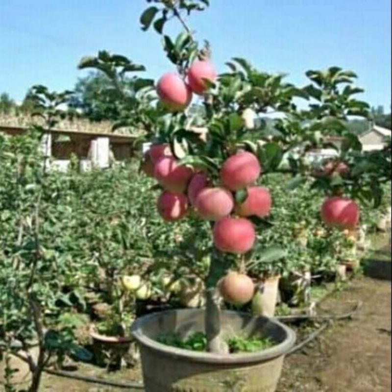 Bibit apel fuji cangkok