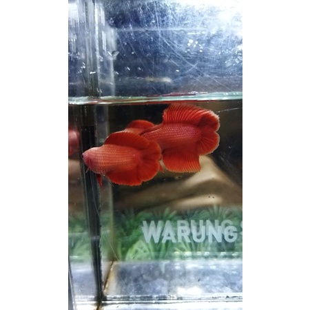 SEPASANG CUPANG PLAKAT DOUBLE TAIL SUPER RED 100%REALPICT