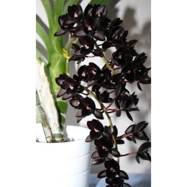  Anggrek  Catasetum After Dark Shopee  Indonesia