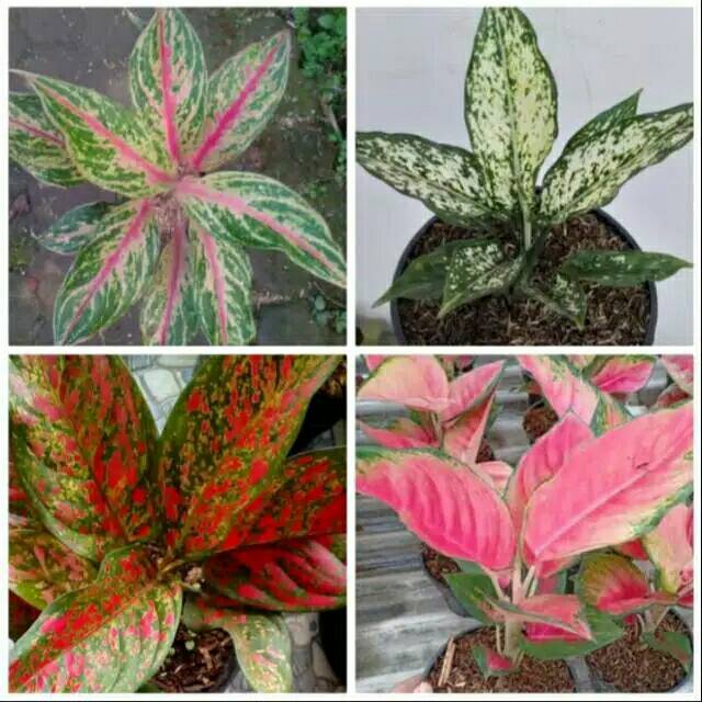 Paket 4 tanaman aglonema-paket aglonema -Aglomea Red Chocin/Kocin-aglonemaVenus-snow White-butterfly