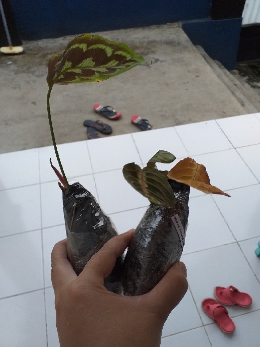 Tanaman Hias Daun Calathea Peacock