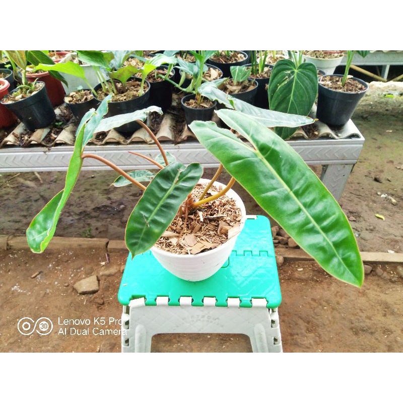 Philodendron Billitiae