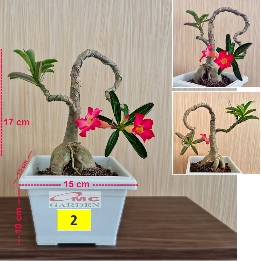 Tanaman Hias Bonsai Adenium Arabicum Obesum Kamboja Jepang B-KJ-008