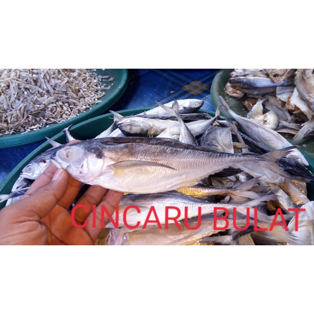 

Ikan Asin Cincaru Bulat ( @ 1 Kg ).