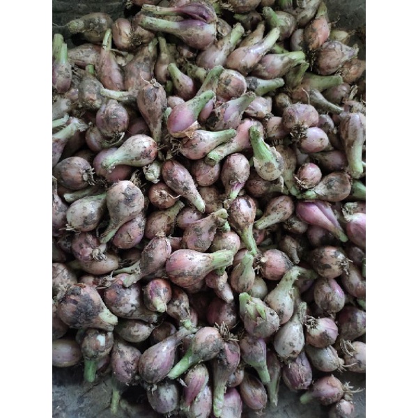 

BAWANG SUMENEP BESAR 500 gram TERMURAH