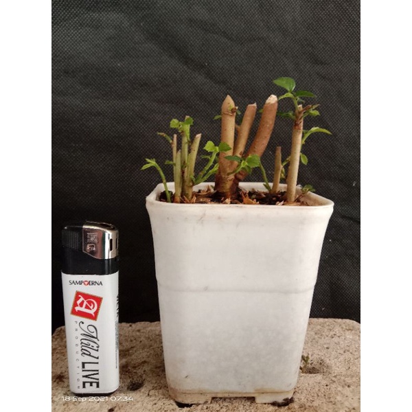 bahan bonsai serut shito. raft, gruping