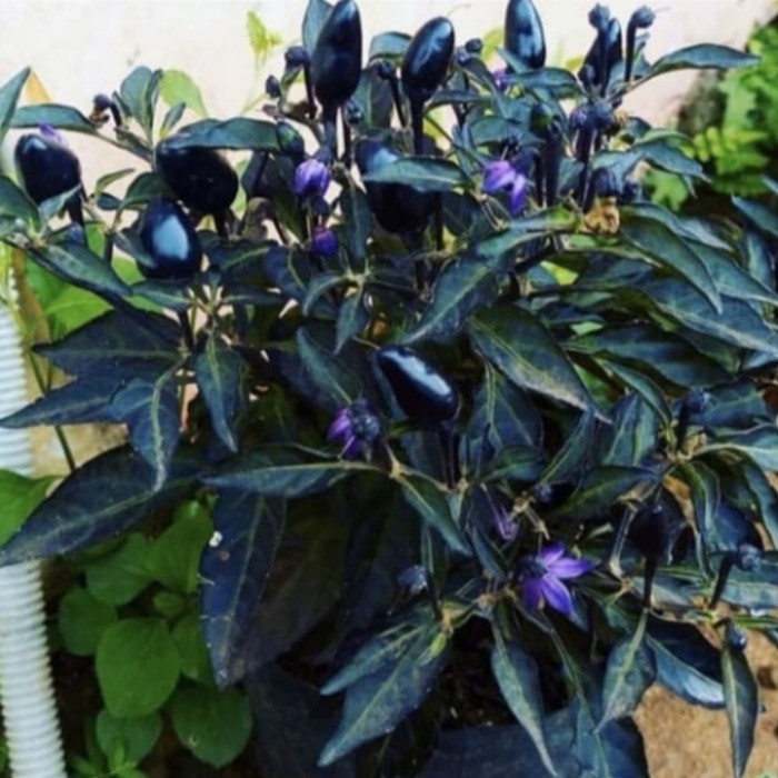 Pohon Cabai Ungu Sudah Berbuah Tanaman Hias Cabe Ungu