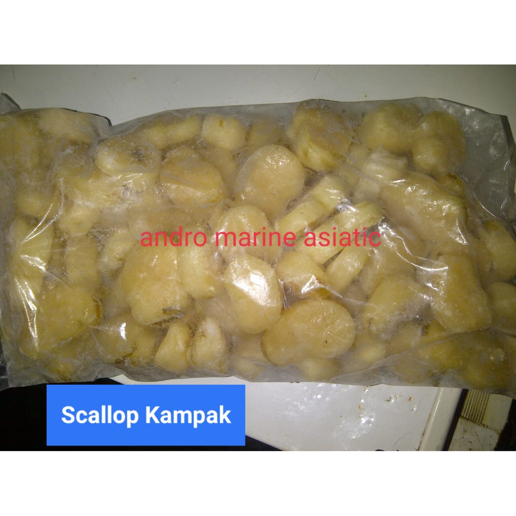 

daging kerang Kampak (scallop) @ 1000gram