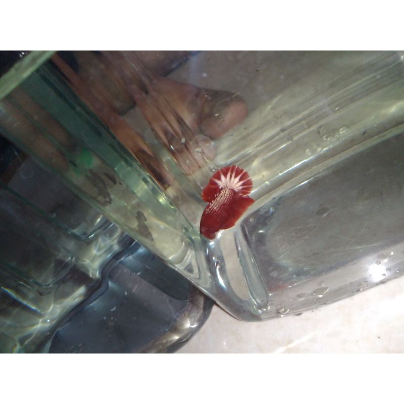 fccp red head/top grade