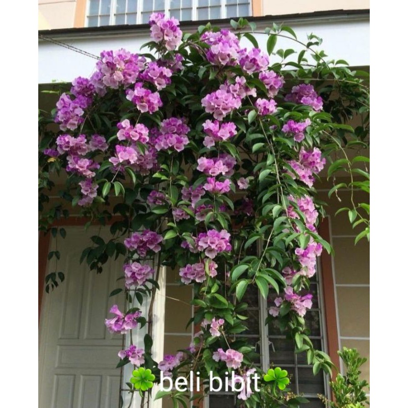 tanaman bunga garlic vine