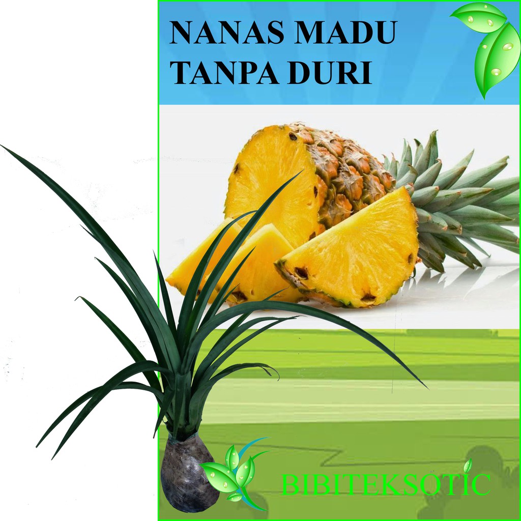 Tanaman Nanas Madu Tanpa Duri