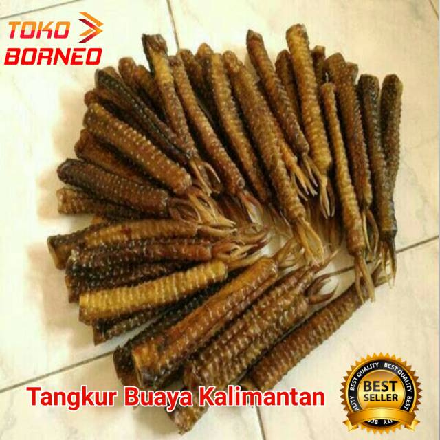 BIG SALE.!! KUALITAS SUPER TANGKUR BUAYA ASLI KALIMANTAN GROSIR JADI LEBIH MURAH ⊂( ͡❛ ͜ʖ ͡❛)⊃