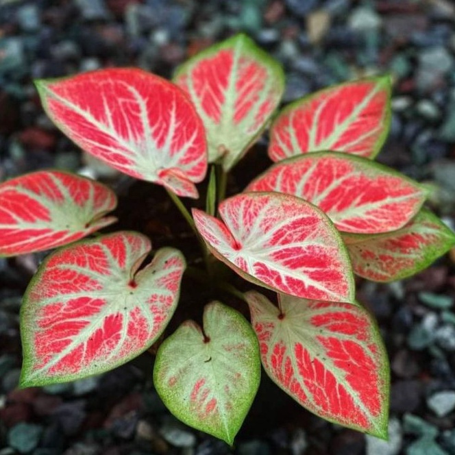 TANAMAN HIAS CALADIUM WHITE BONE KELADI WHITE BONE