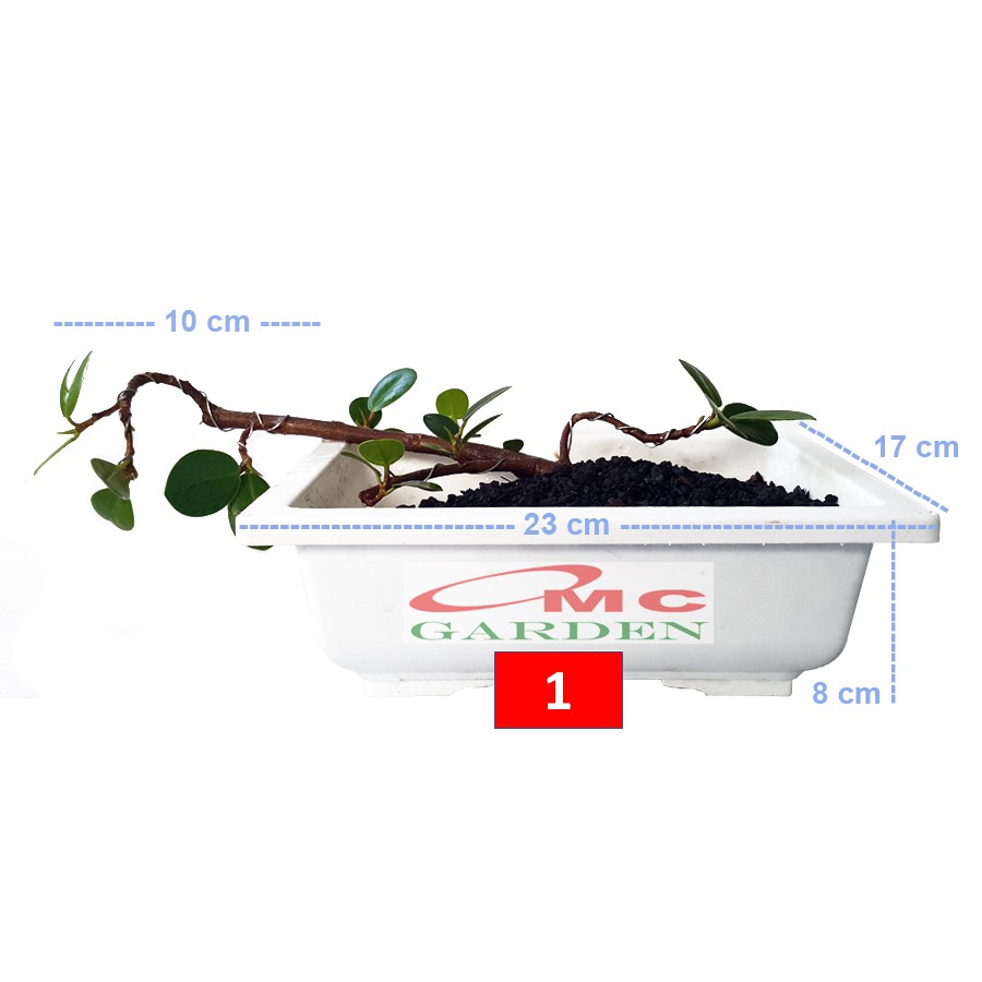 Tanaman Hias Pohon Bonsai Mame Beringin Korea Mini Dolar B-BK-001