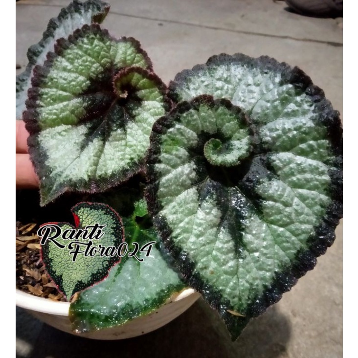 Tanaman hias begonia keong hijau Eskargot