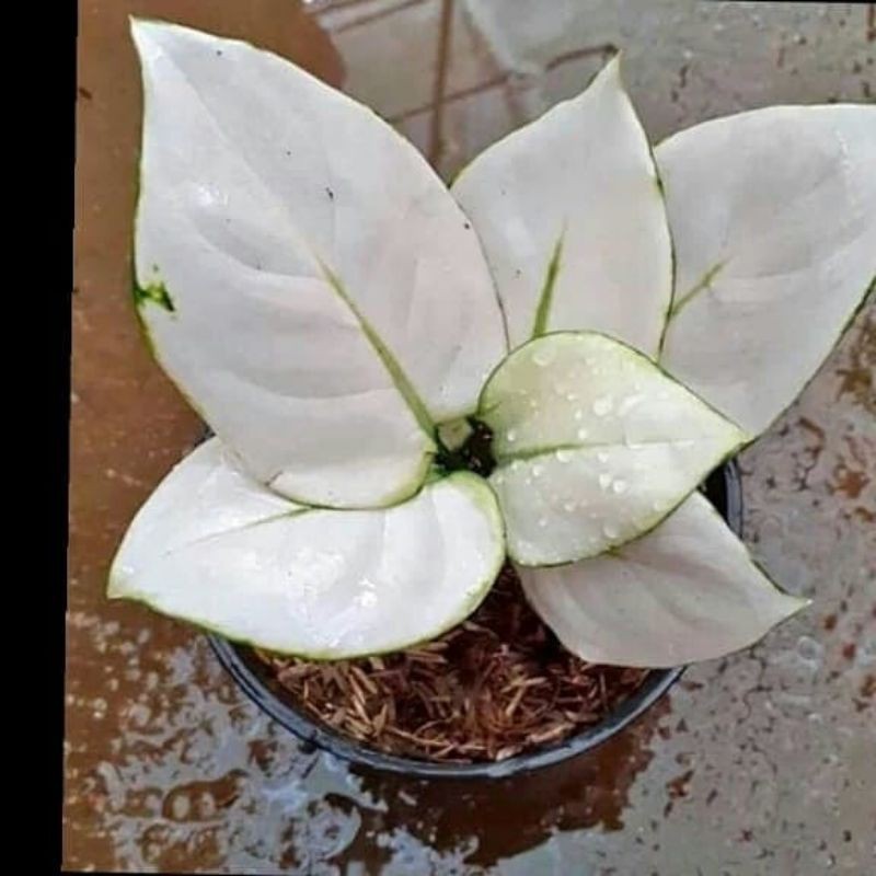 AGLONEMA SUPER WHITE BABY SUPER MURAH