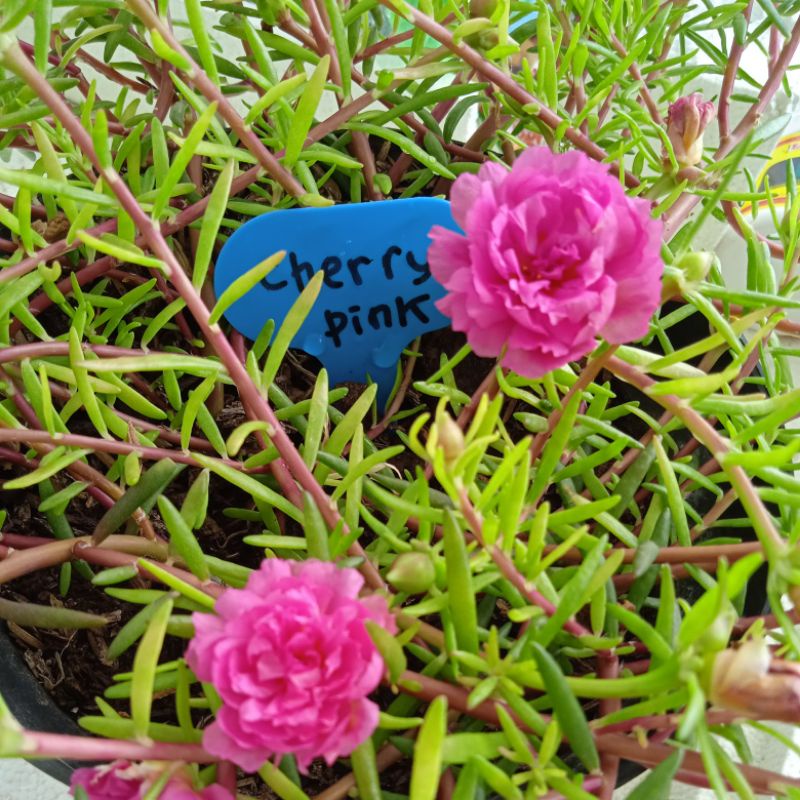Krokot / Mossrose / Mawar tanah CHERRY PINK